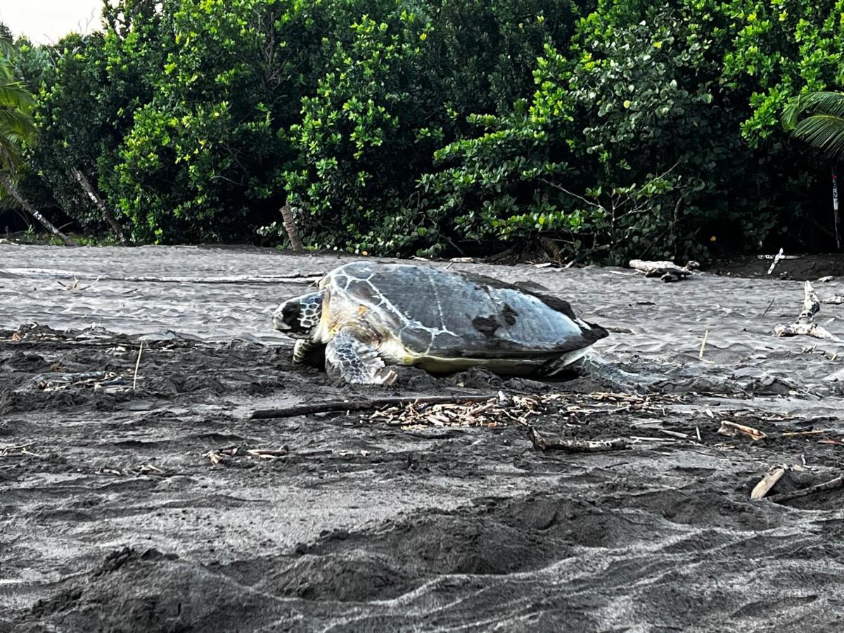Natural Experience House Tortuguero Exterior photo